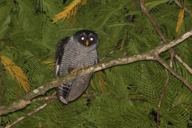 Black-and-white Owl