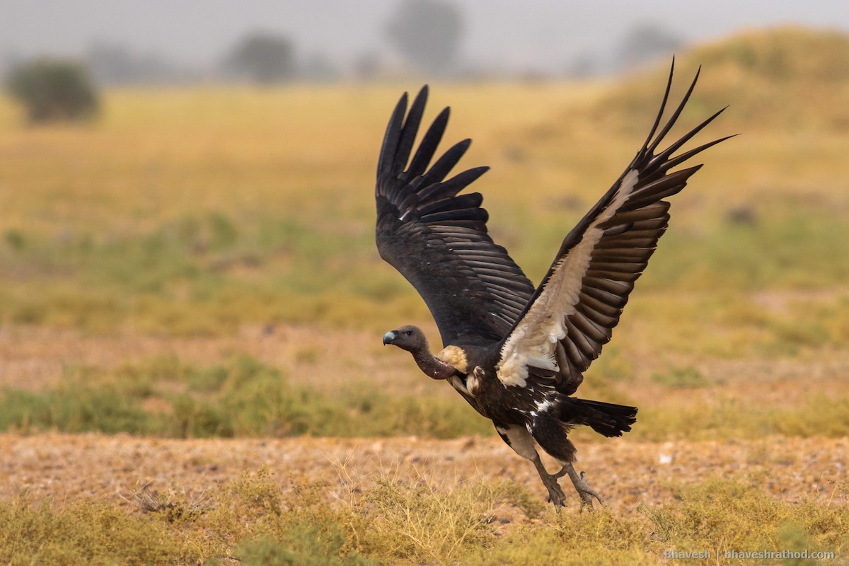 White-rumped Vulture - Bhavesh Rathod