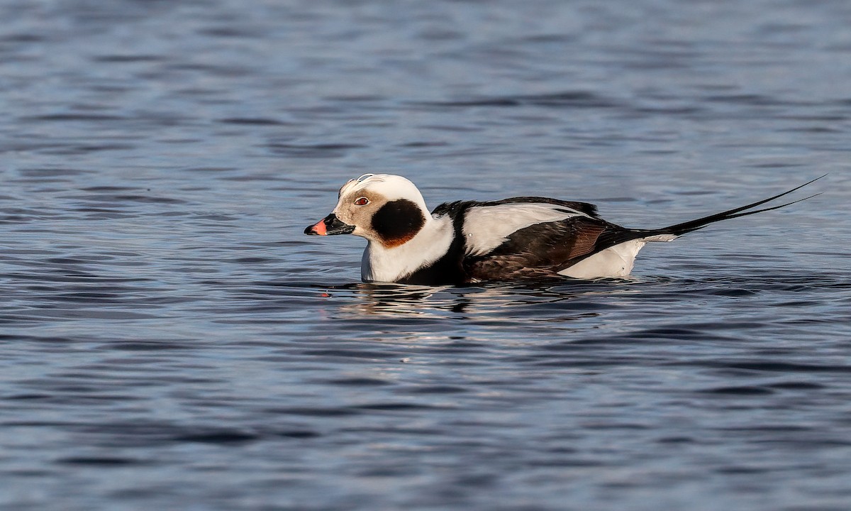 Long-tailed Duck - Cesar Ponce