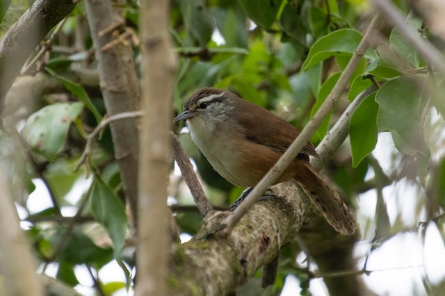 Cabanis's Wren