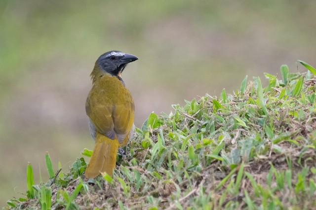 Buff-throated Saltator