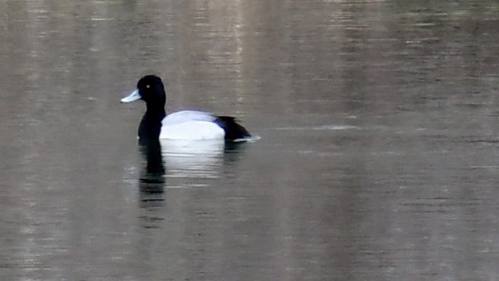 Lesser Scaup - Mike Beck