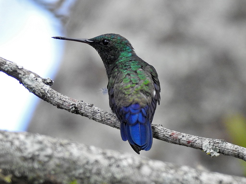 Blue-vented Hummingbird - ML216217521
