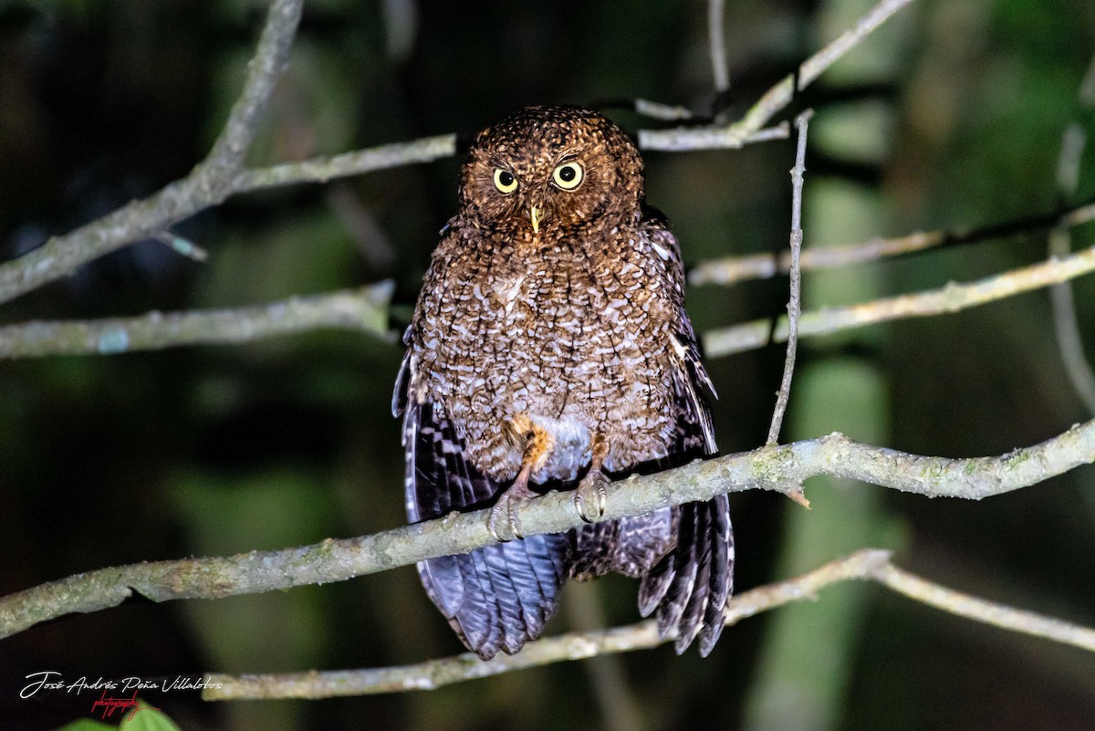 Bare-shanked Screech-Owl - ML216218271