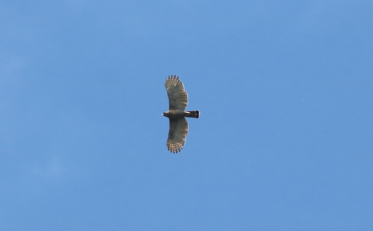 Sulawesi Hawk-Eagle - ML216219971