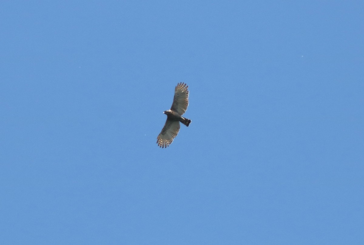 Sulawesi Hawk-Eagle - ML216220031