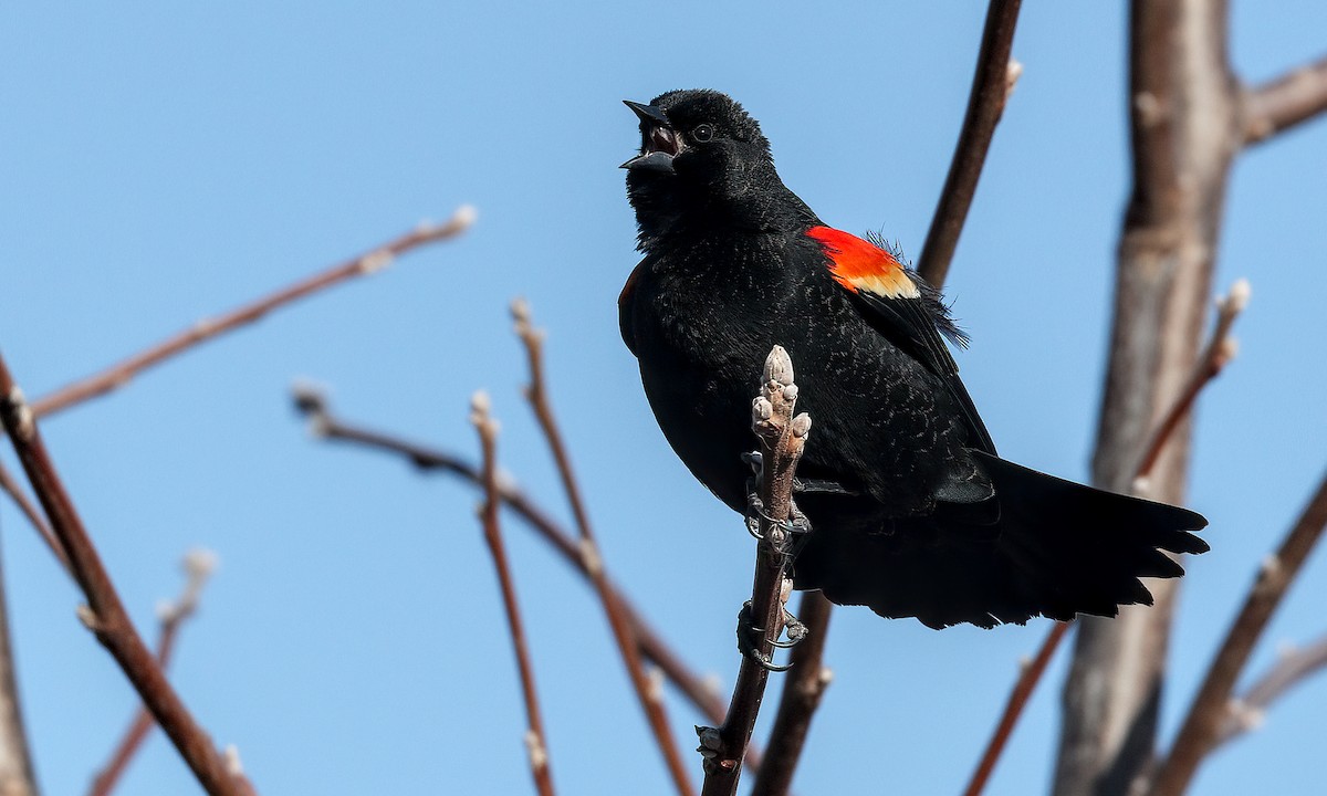 Red-winged Blackbird (Red-winged) - ML216220621