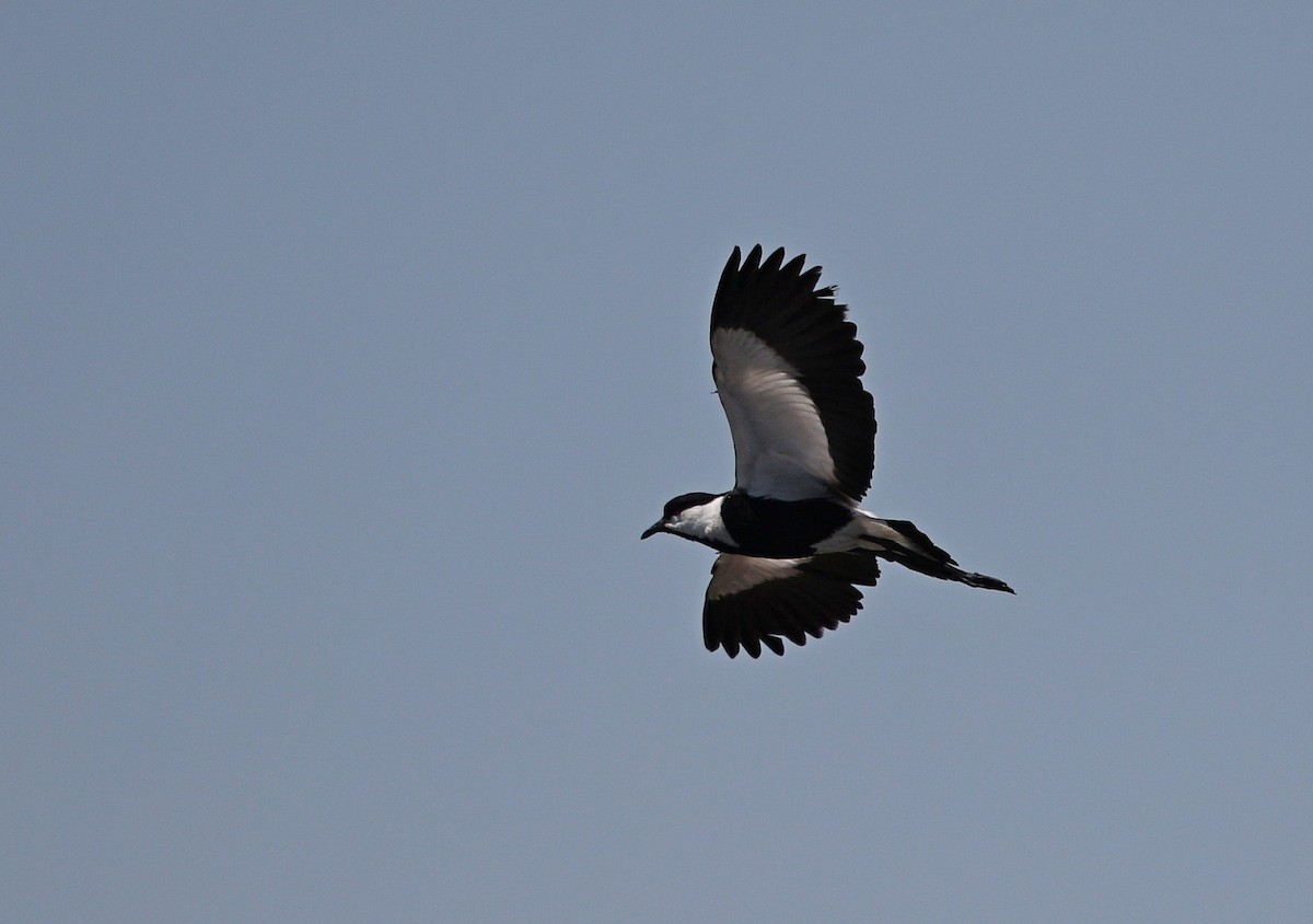Spur-winged Lapwing - Niall D Perrins