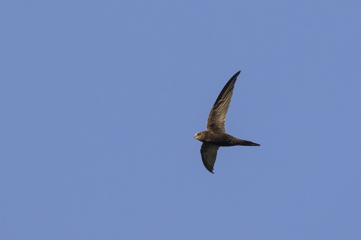 Common Swift - Niall D Perrins