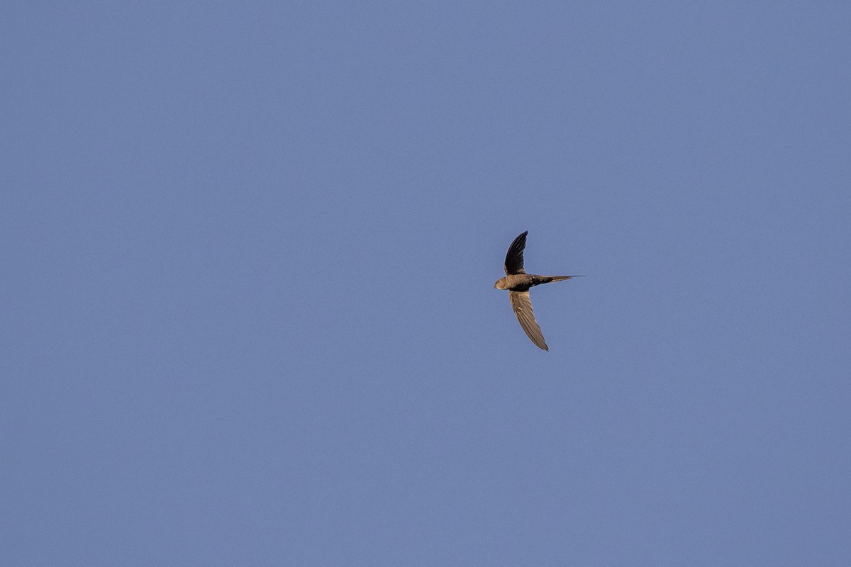 African Palm Swift - Niall D Perrins