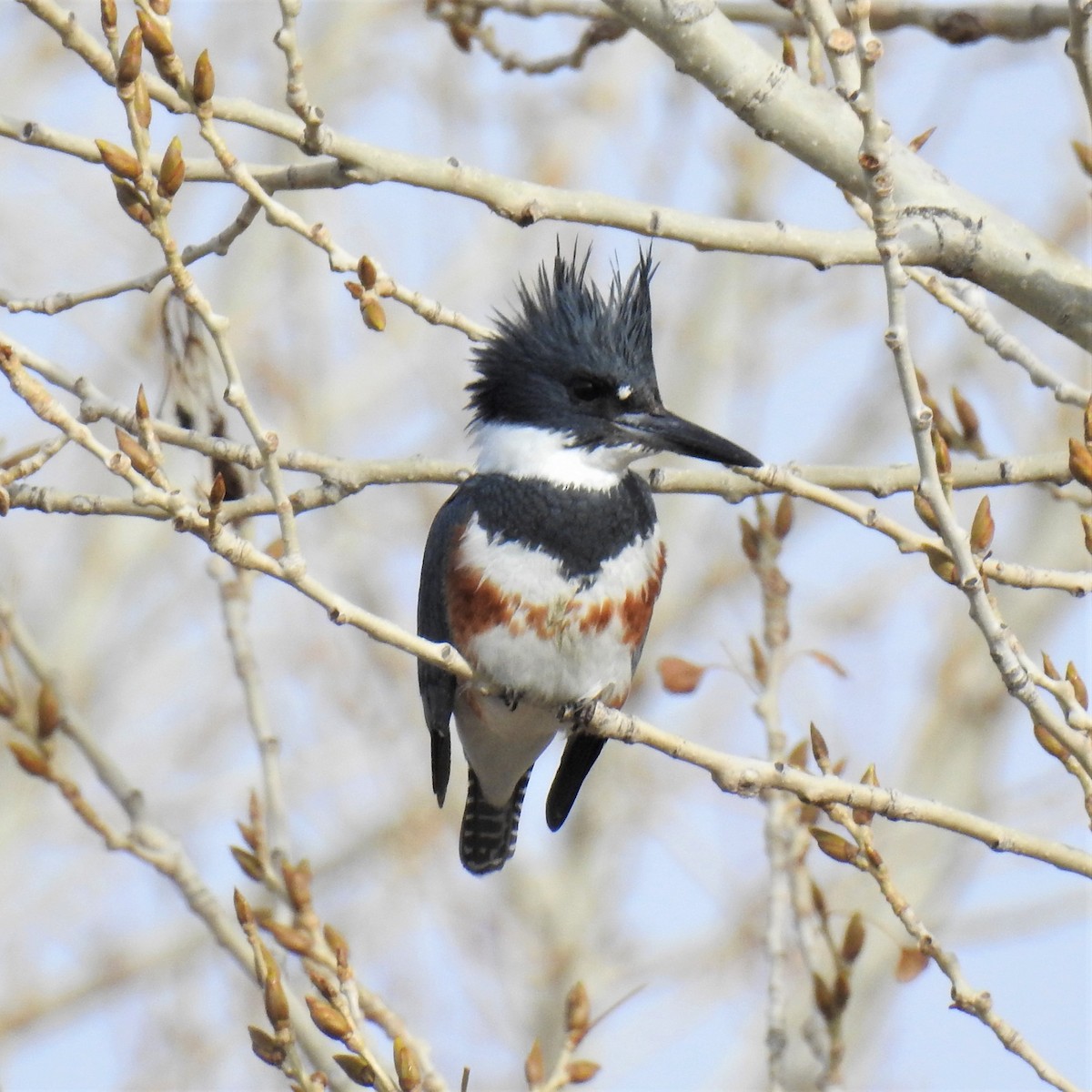 Belted Kingfisher - Chipper Phillips