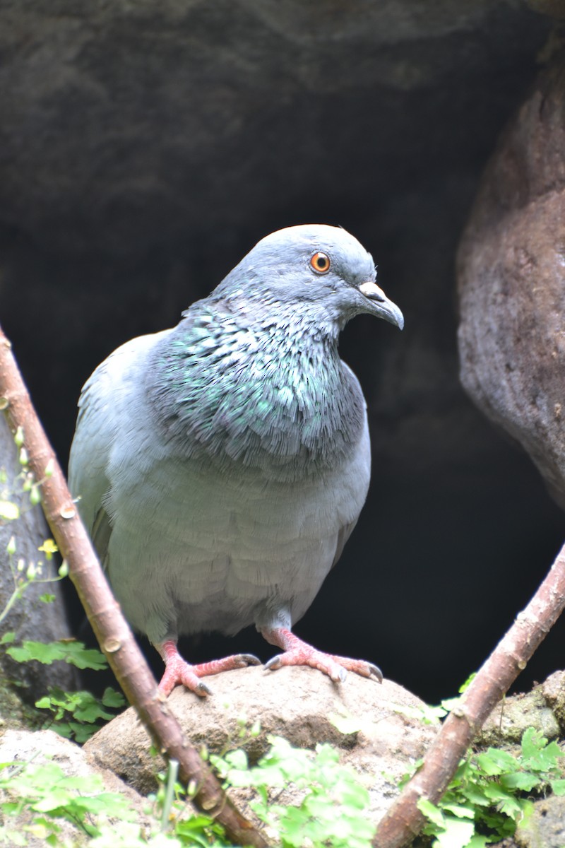Rock Pigeon (Feral Pigeon) - Vivek Rathod