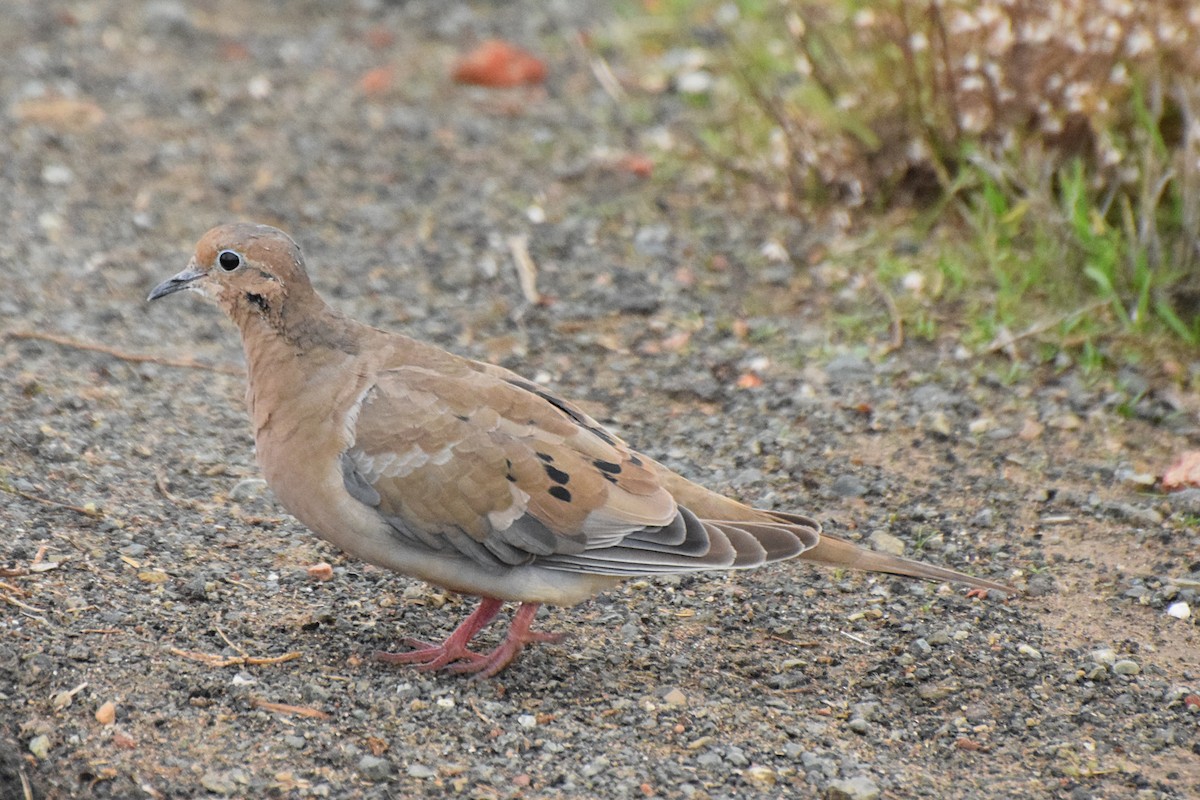 Mourning Dove - Will Brooks