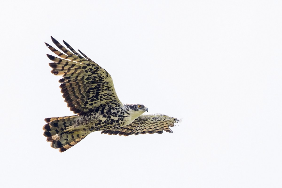 Ayres's Hawk-Eagle - ML216226591
