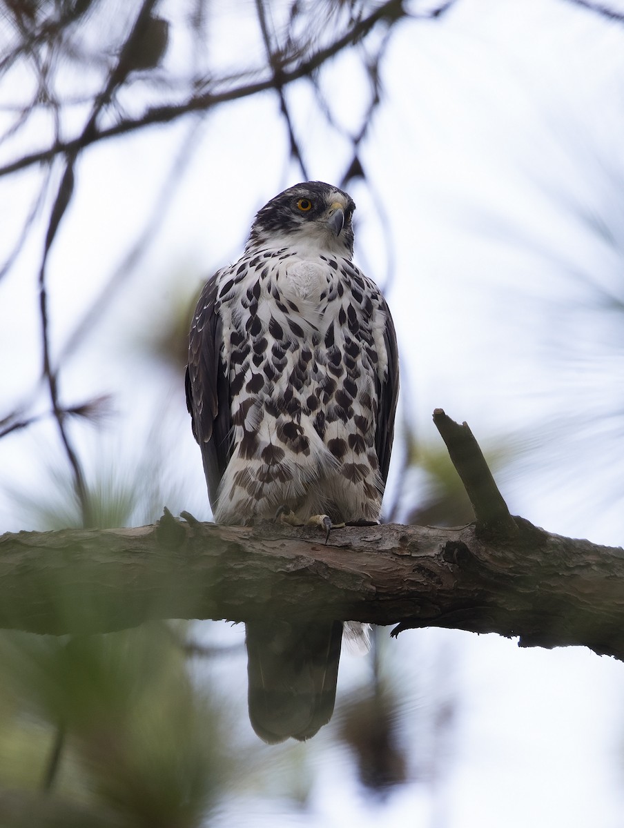 Ayres's Hawk-Eagle - Niall D Perrins