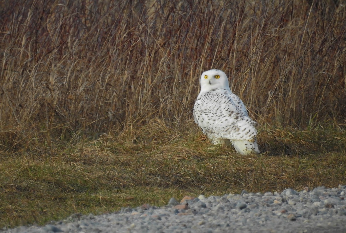 Snowy Owl - ML21622741