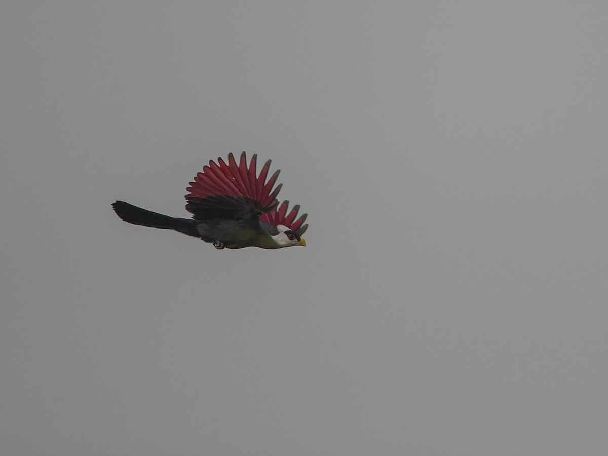 White-crested Turaco - Niall D Perrins