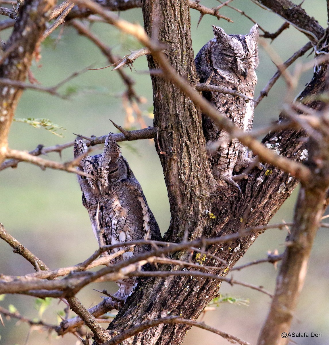 African Scops-Owl (African) - Fanis Theofanopoulos (ASalafa Deri)
