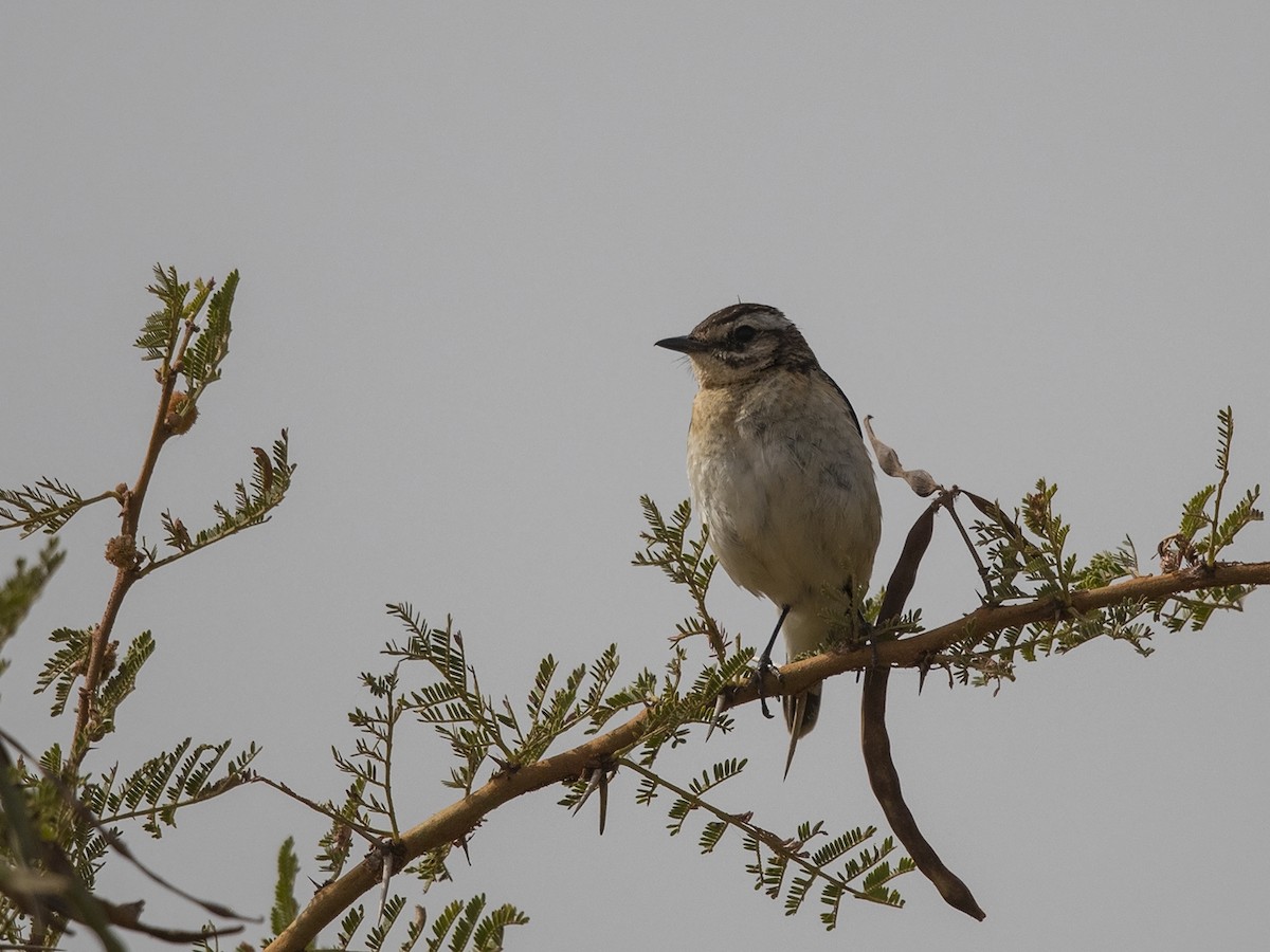 Whinchat - ML216227801