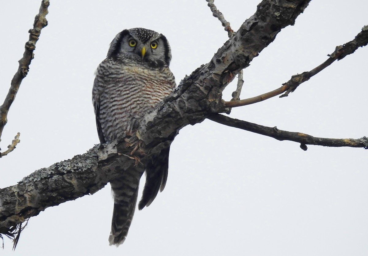 Northern Hawk Owl - ML21622811