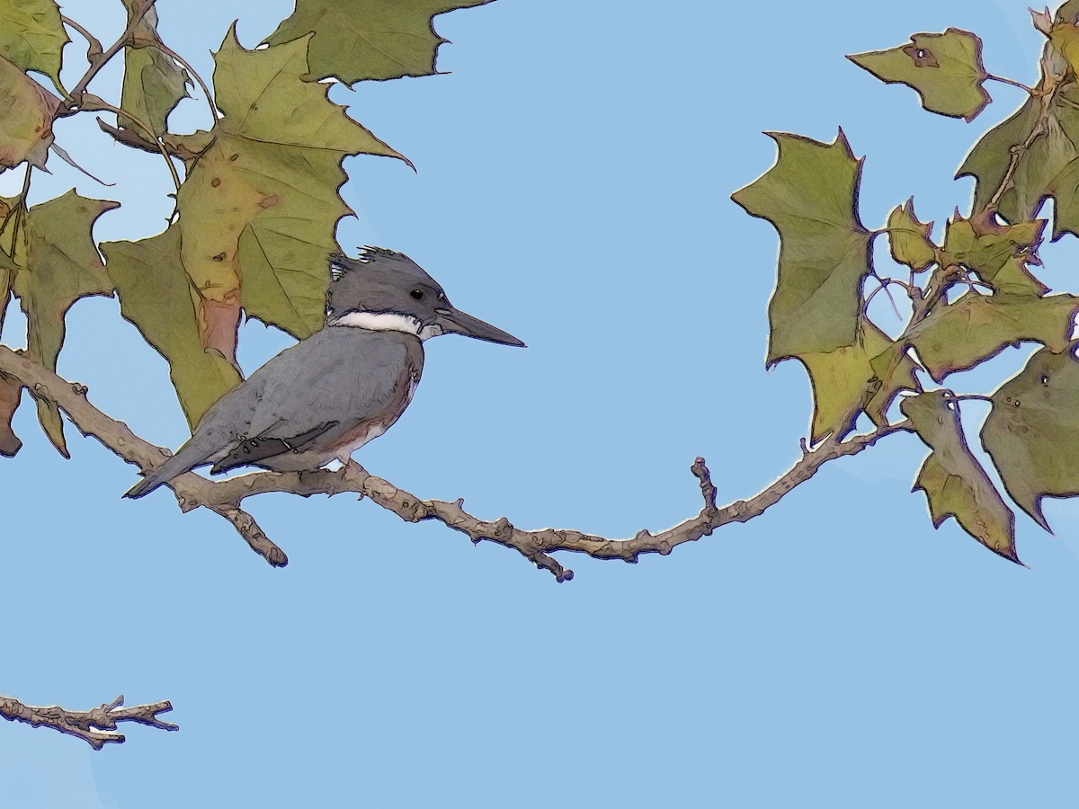 Belted Kingfisher - ML216228201