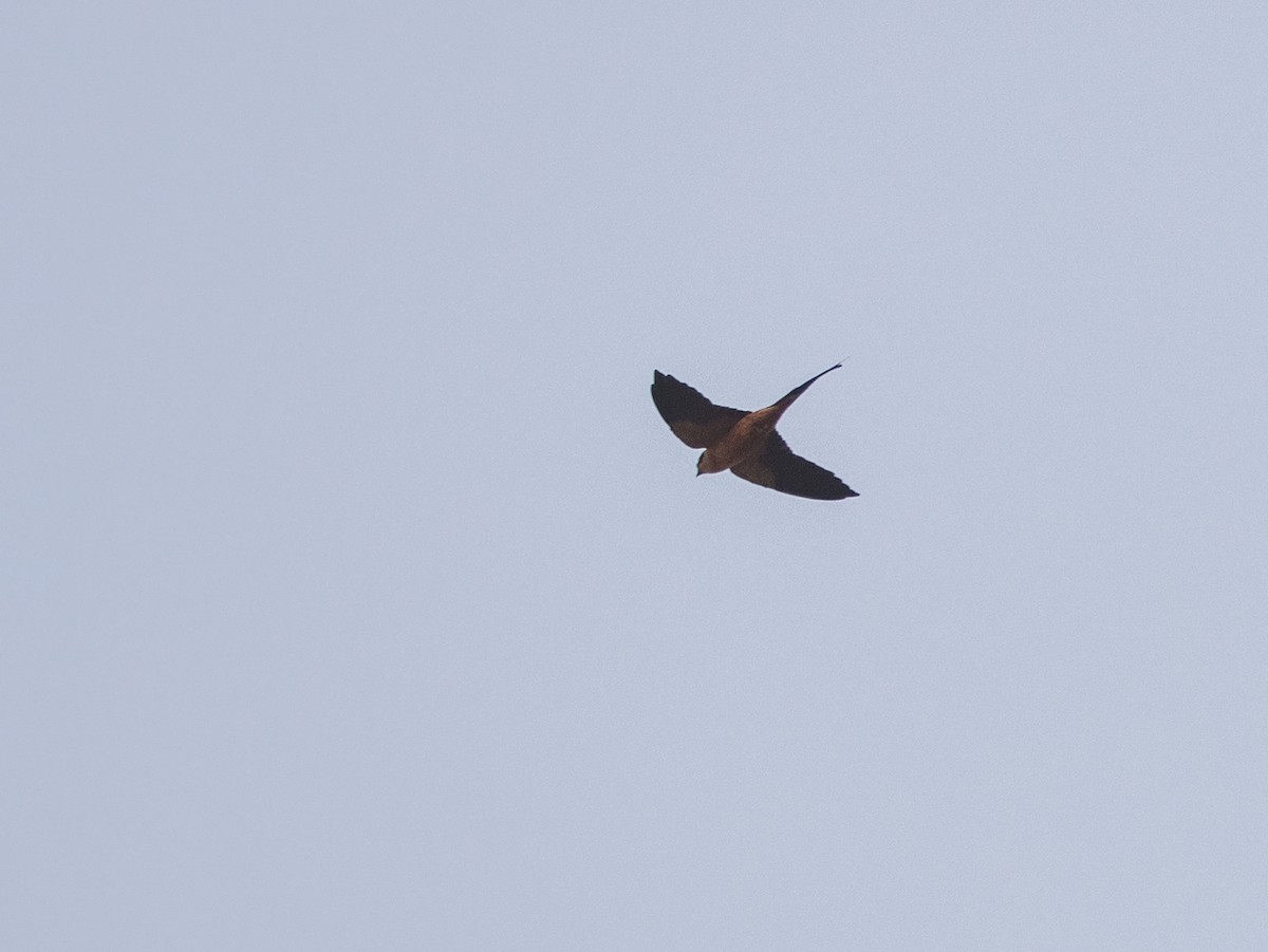 Red-rumped Swallow (Red-rumped) - ML216228911