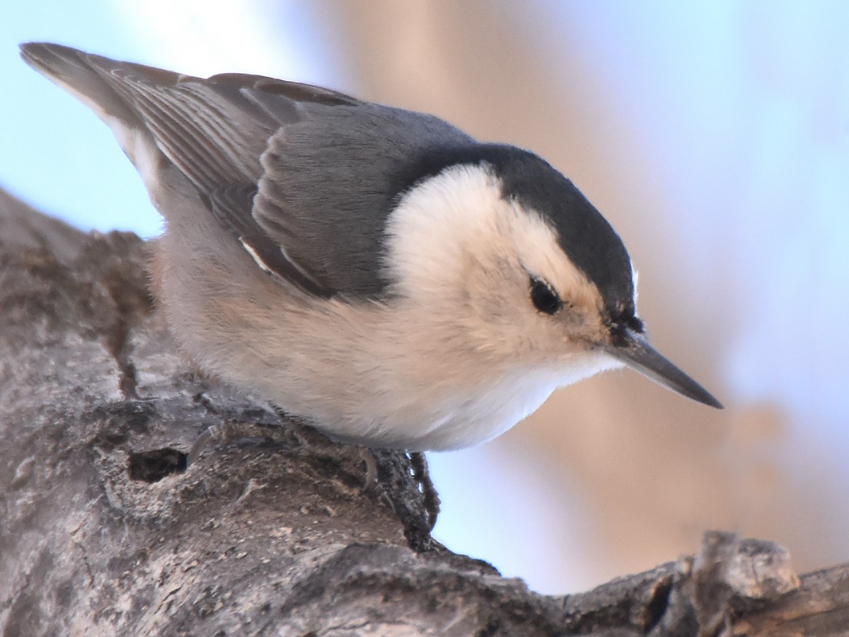 White-breasted Nuthatch (Interior West) - Steven Mlodinow