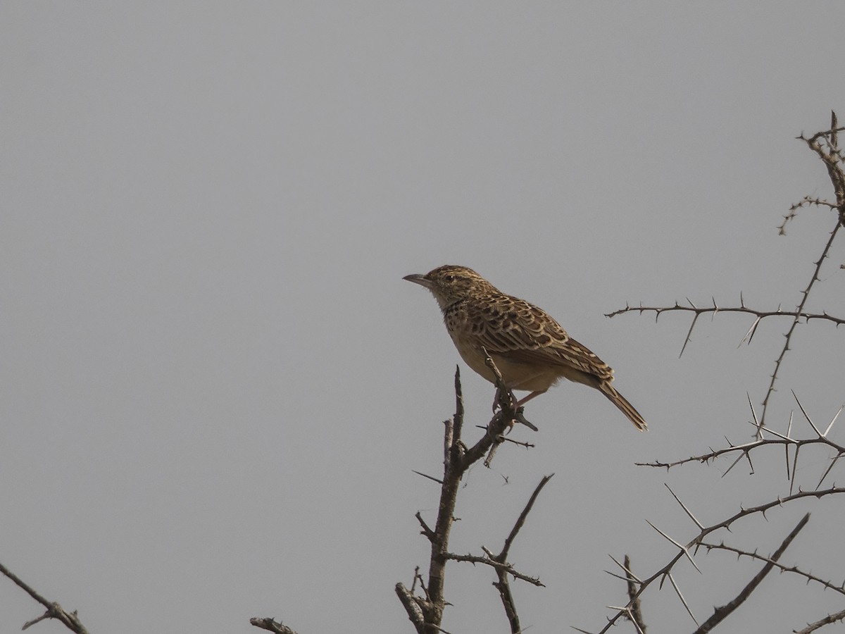 Red-winged Lark (Red-winged) - ML216229611