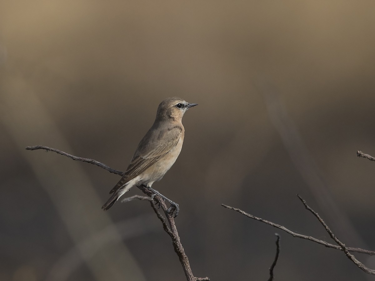 Isabelline Wheatear - Niall D Perrins