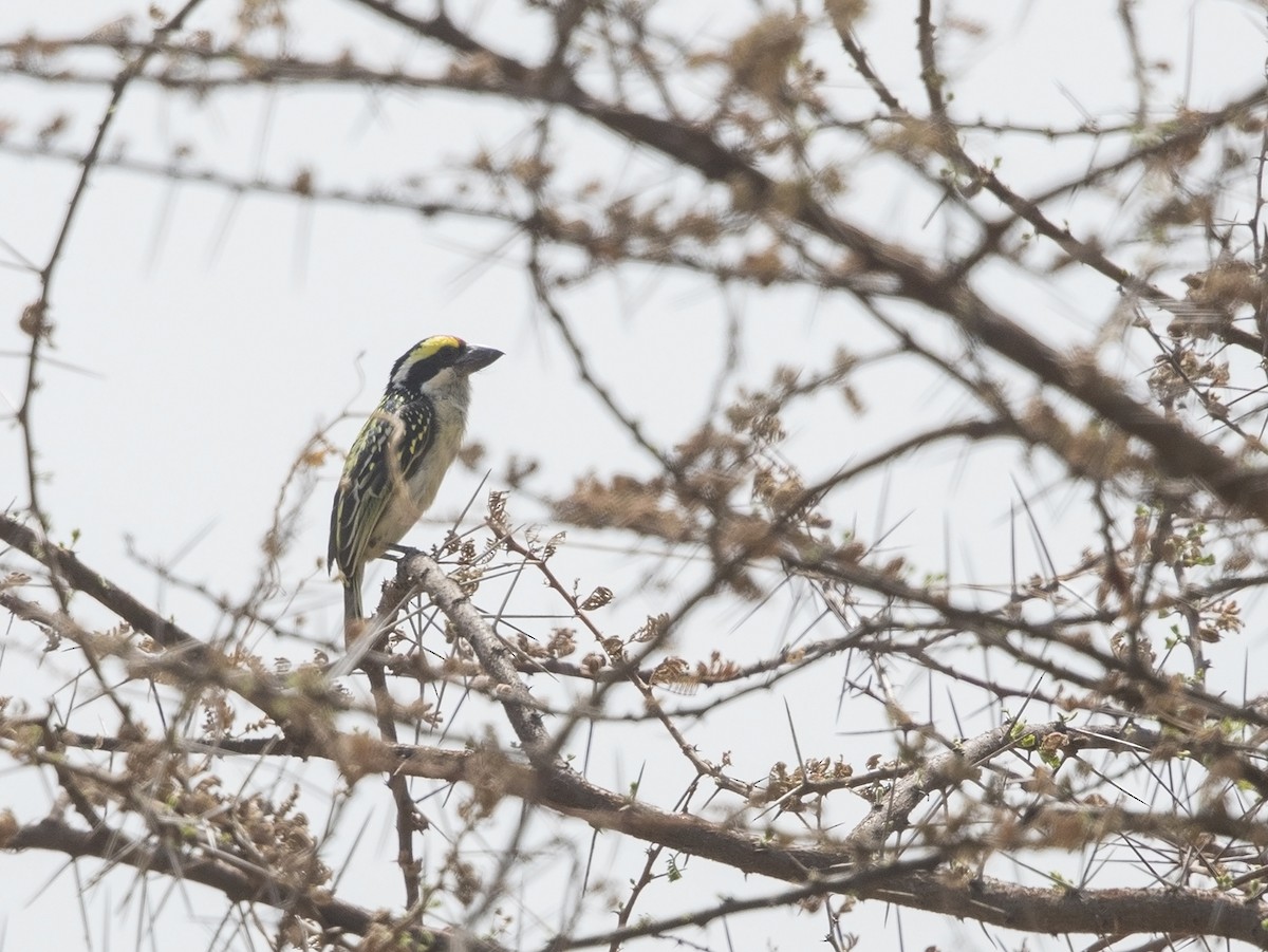 Red-fronted Barbet - ML216229741