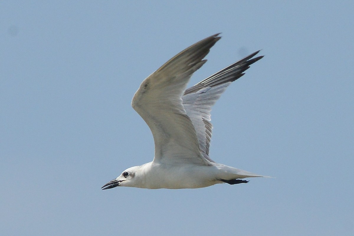 Gull-billed Tern - Harn Sheng Khor