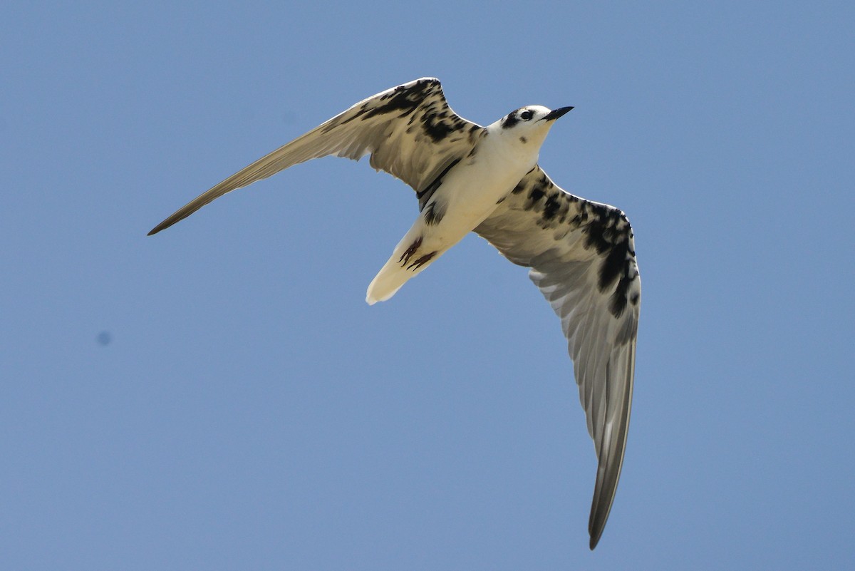 White-winged Tern - Harn Sheng Khor