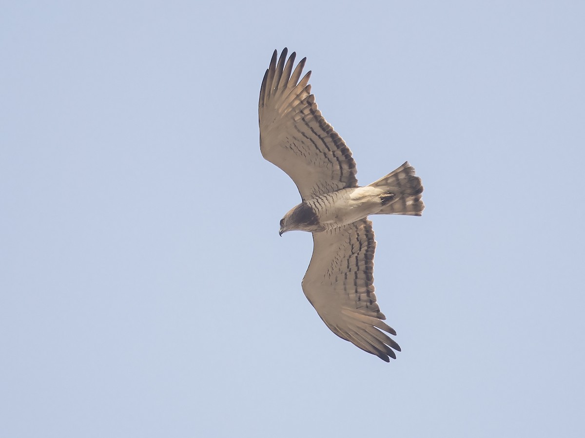Beaudouin's Snake-Eagle - Niall D Perrins