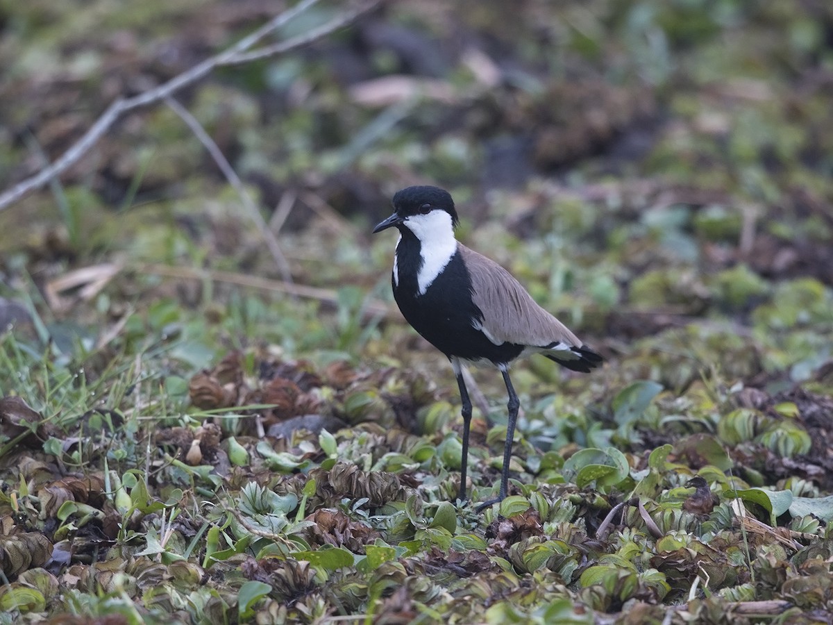 Spur-winged Lapwing - ML216230981