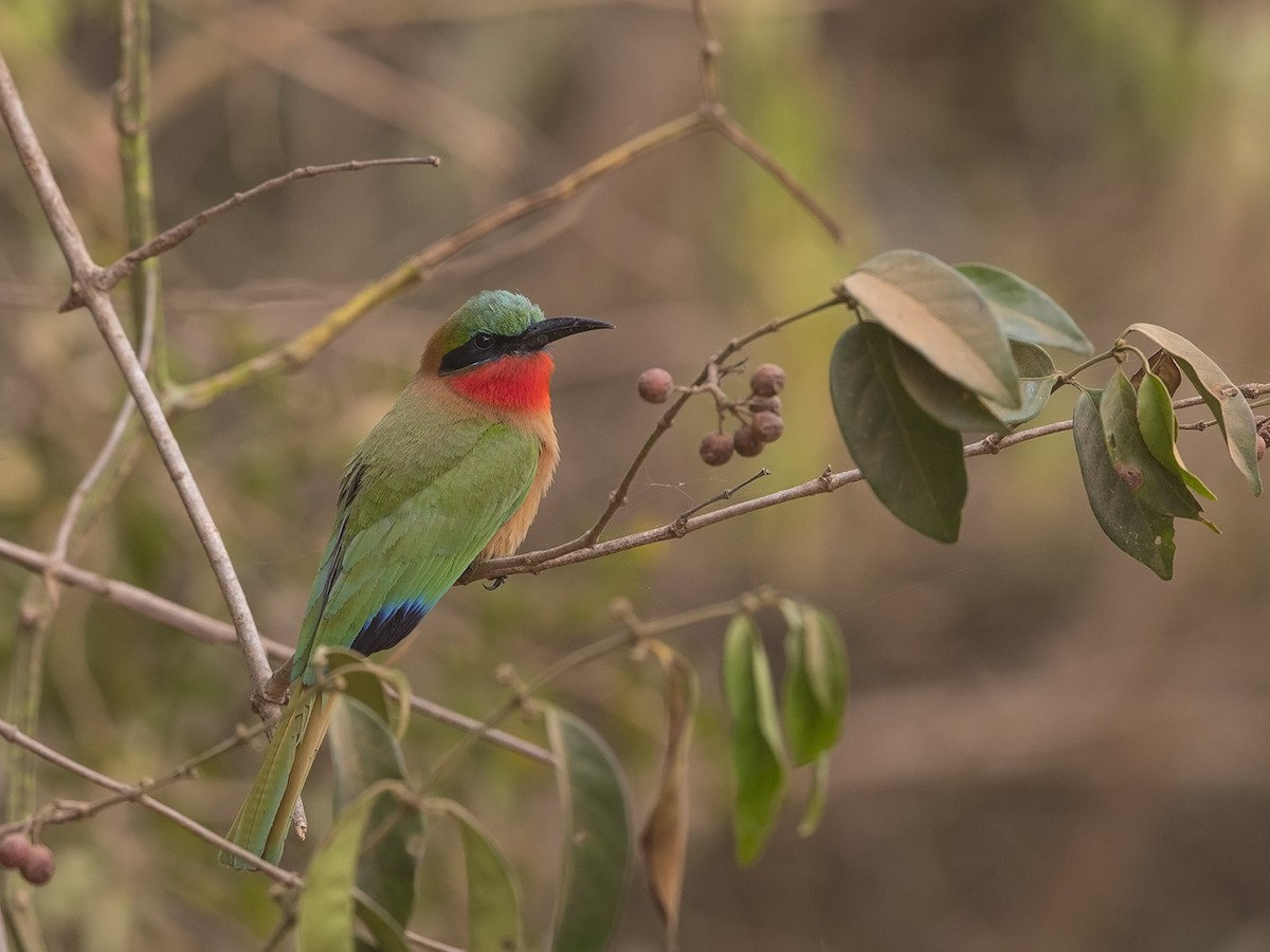 Red-throated Bee-eater - Niall D Perrins