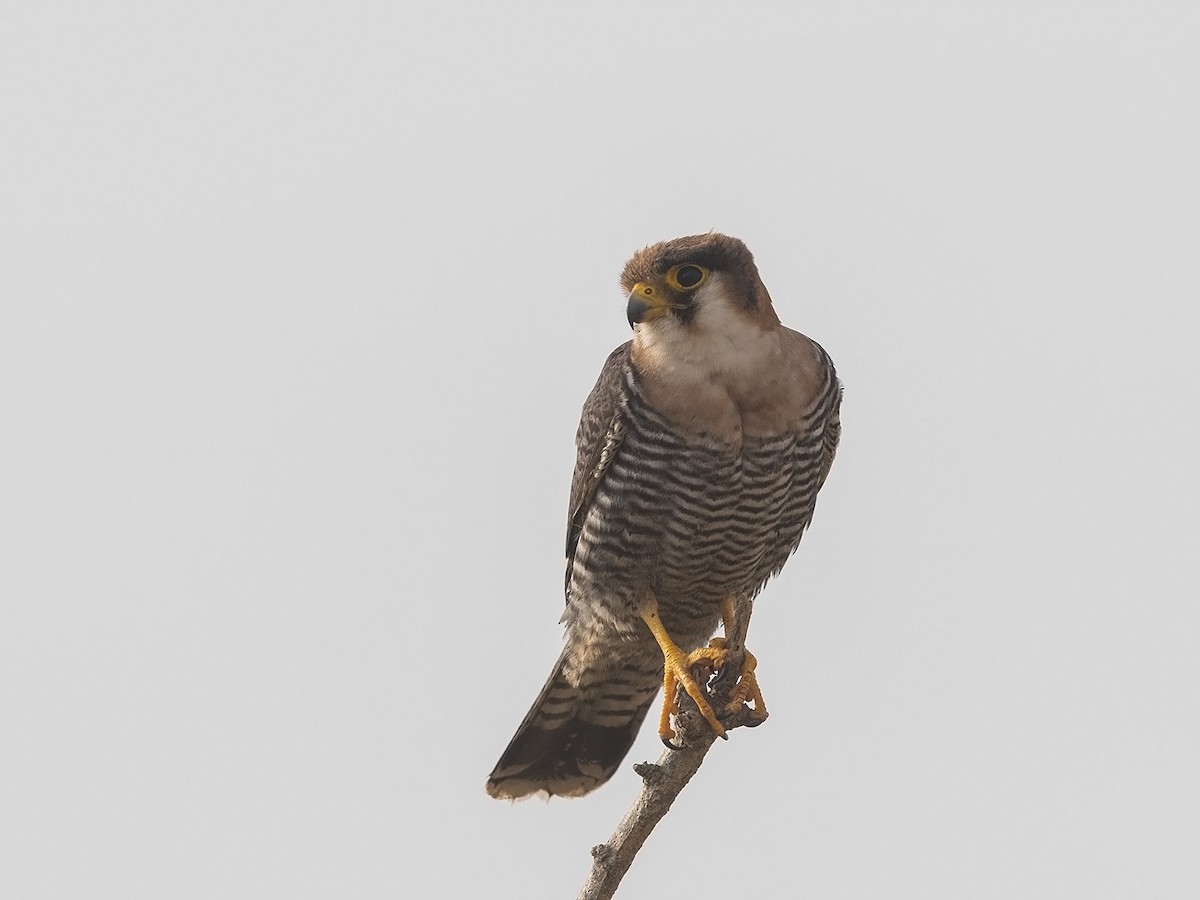 Red-necked Falcon (African) - ML216231121