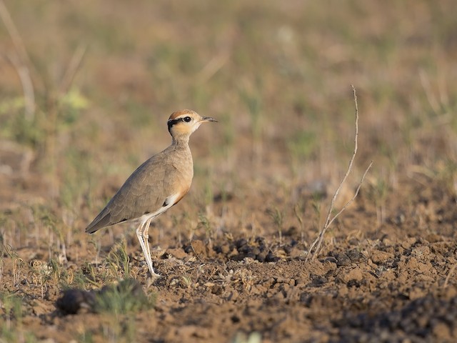 Lateral view (subspecies <em class="SciName notranslate">ruvanensis</em>). - Temminck's Courser - 