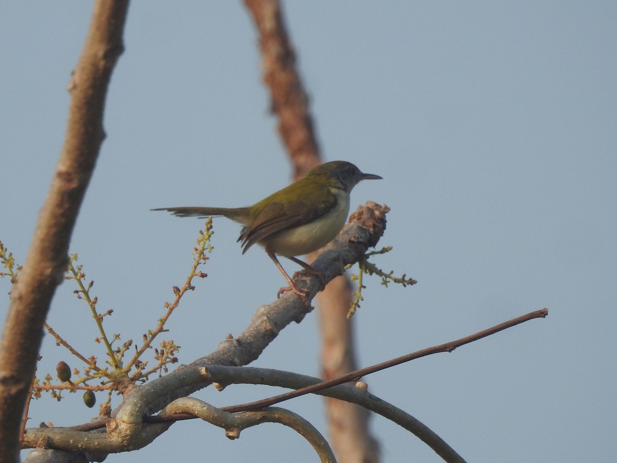 Common Tailorbird - Manoj Karingamadathil