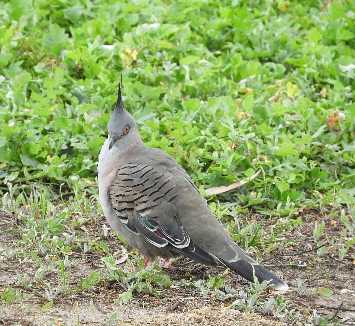 Crested Pigeon - ML216233431