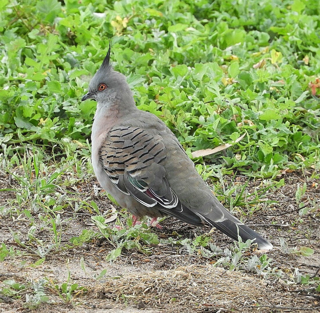 Crested Pigeon - ML216233441