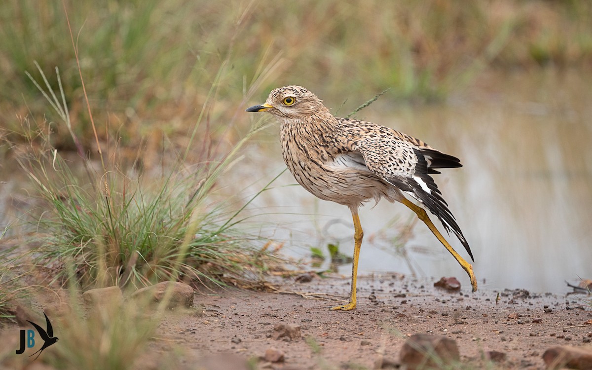 Spotted Thick-knee - ML216235071
