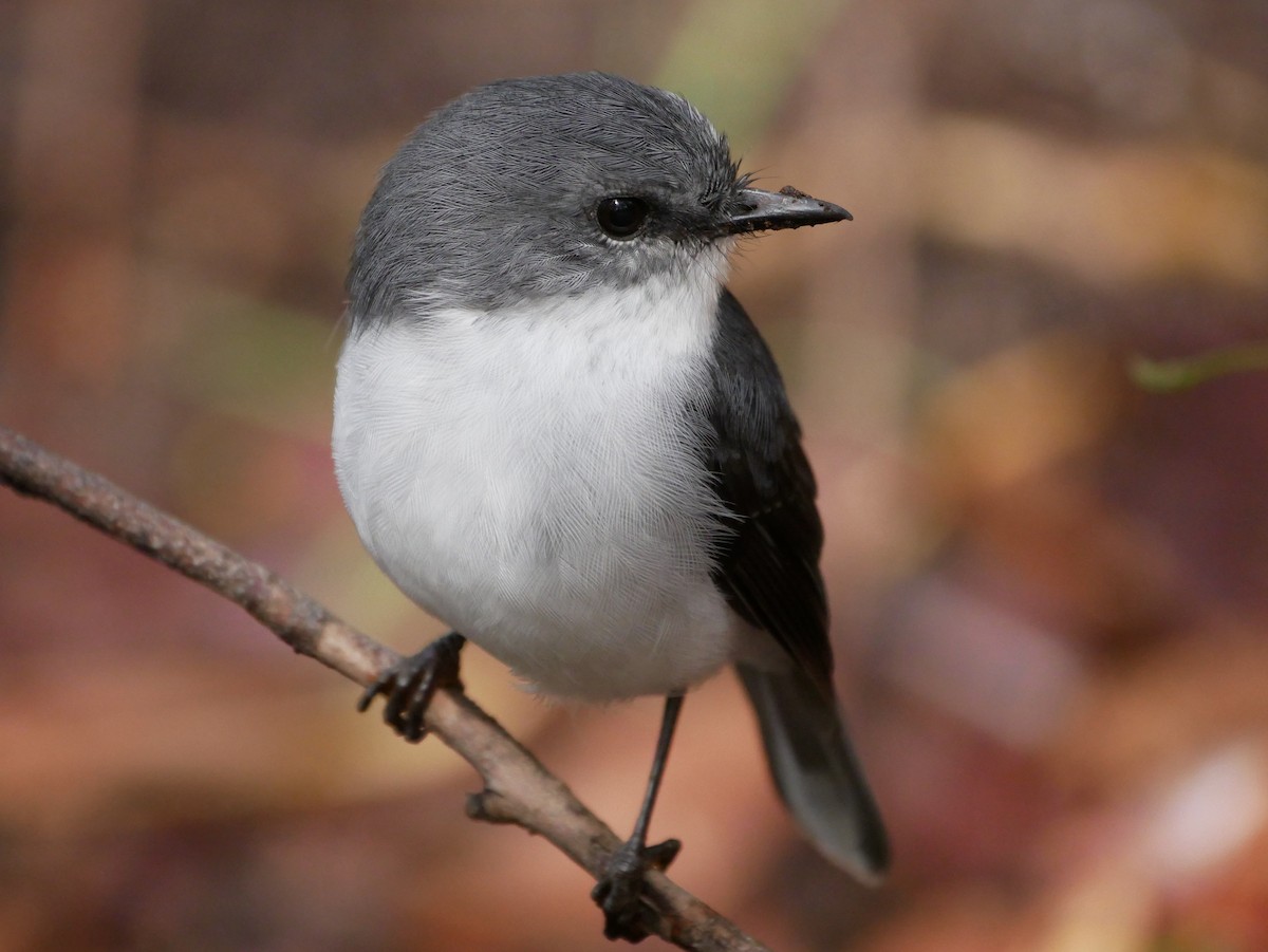 White-breasted Robin - Keith Morris