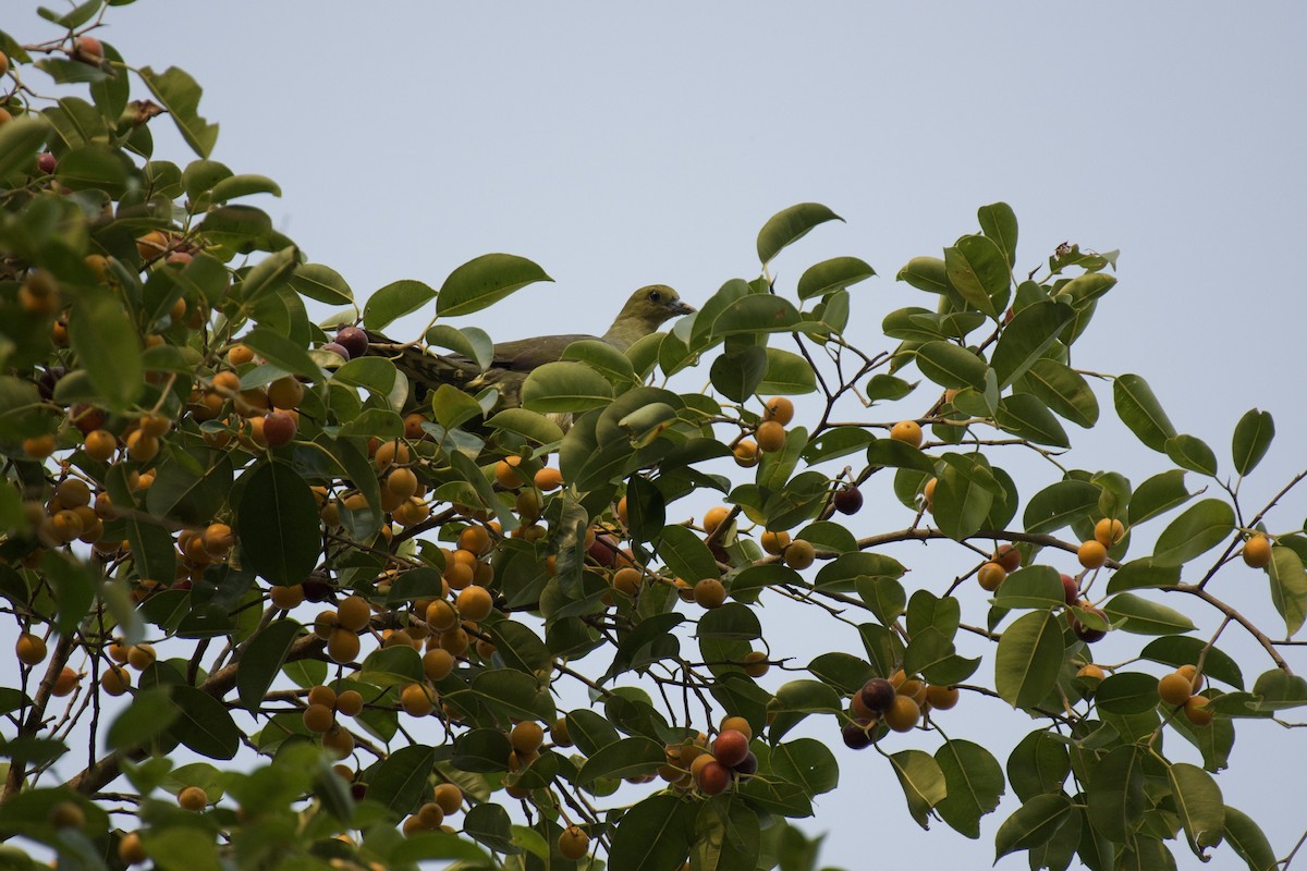 Wedge-tailed Green-Pigeon - sarawin Kreangpichitchai