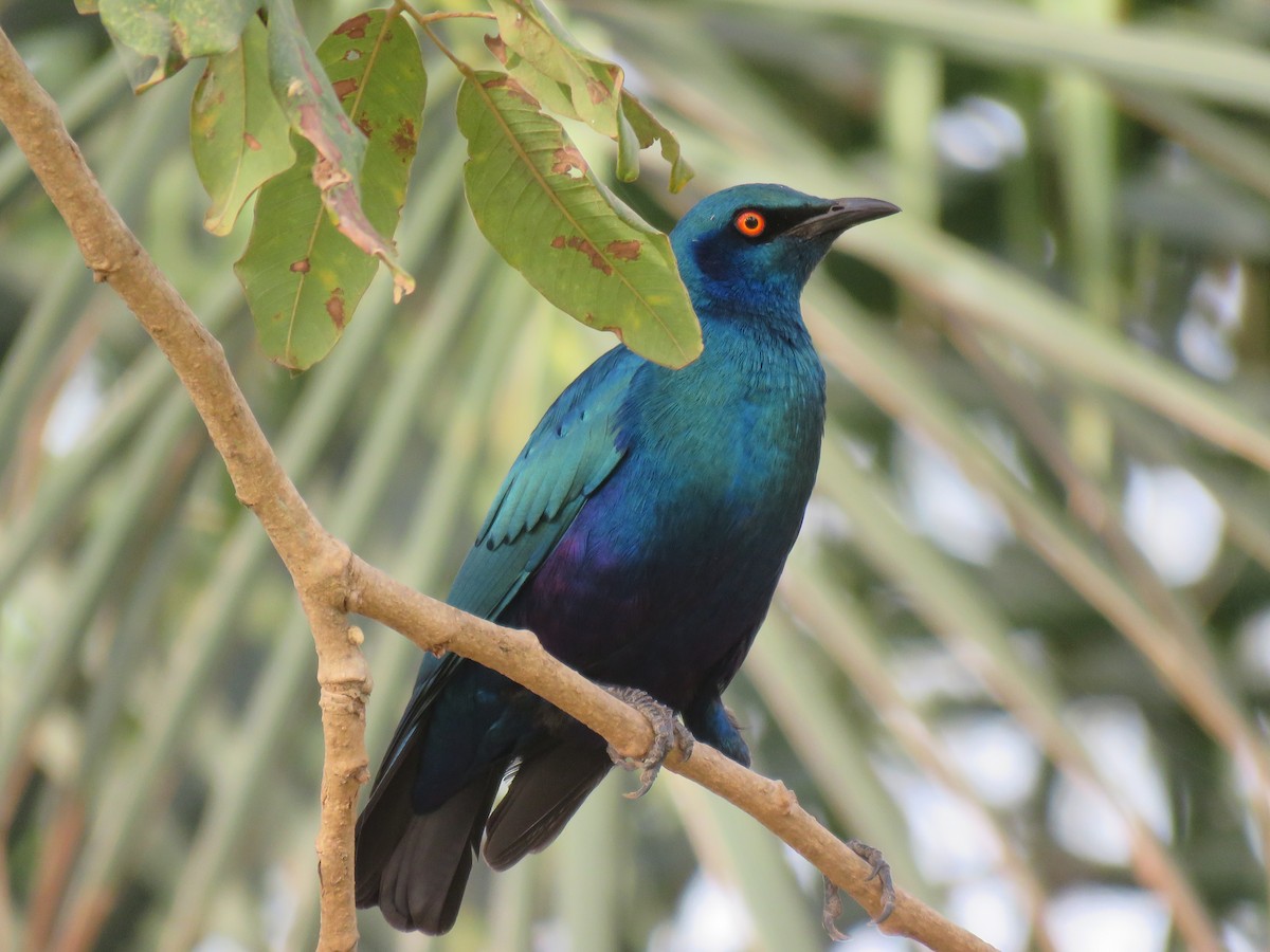 Bronze-tailed Starling - ML216238111