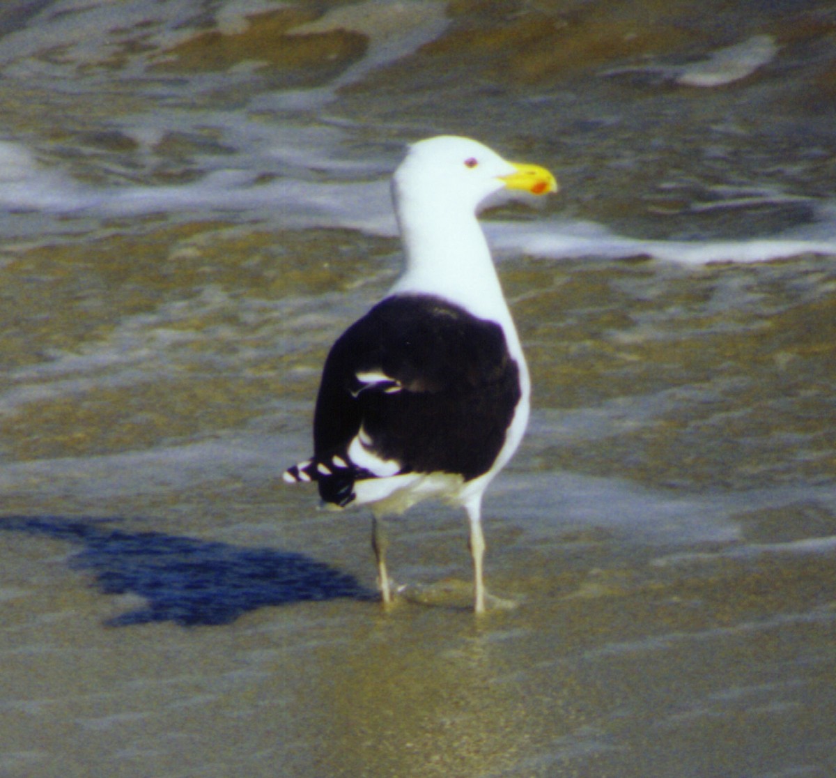 Great Black-backed Gull - Ken Tracey