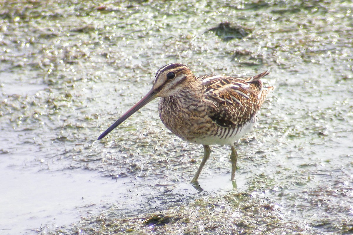 Common Snipe - Miguel Rouco