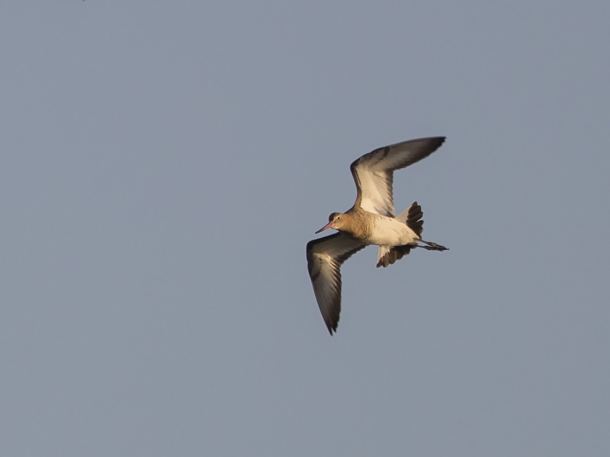 Black-tailed Godwit (limosa) - ML216240391