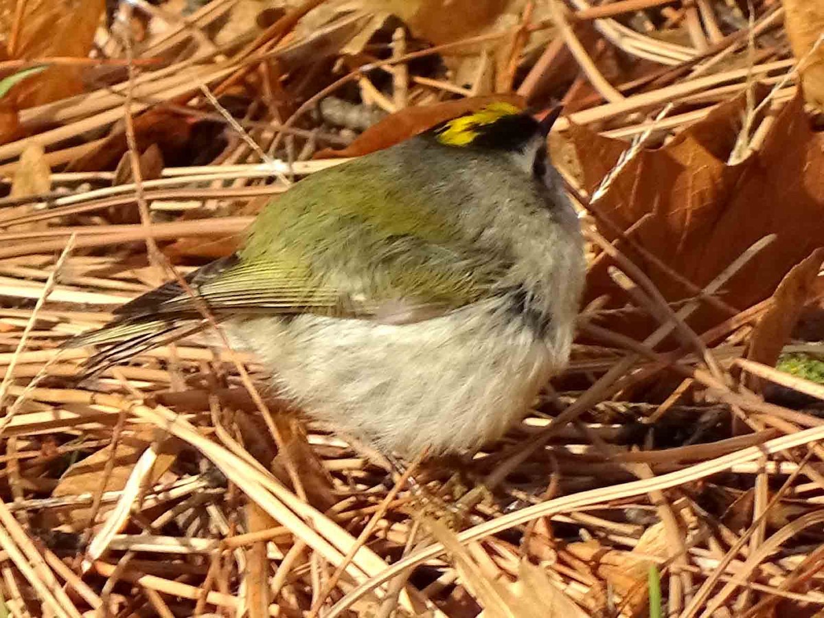 Golden-crowned Kinglet - Terry  Gray