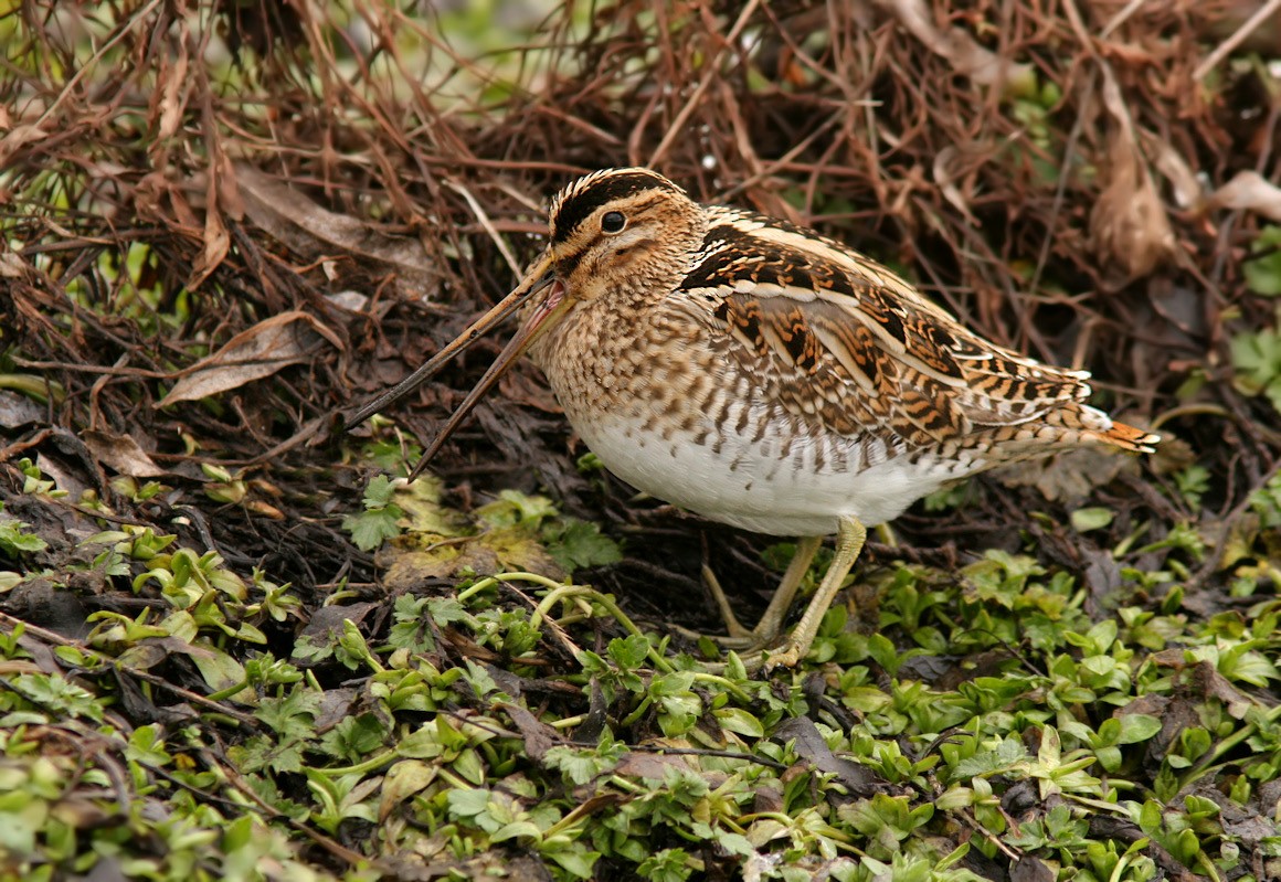 Common Snipe - Dave Brown