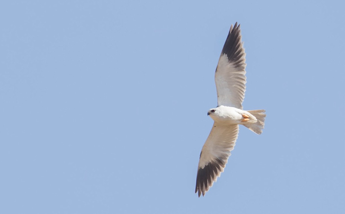 Black-winged Kite - Chris Griffin
